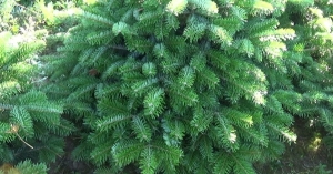 Аԥсны аԥыза-министр Владимир Делба ашықәс ҿыц аламҭалазы аԥсаҵлақәа рыԥҟара  азин шыҟам ала  ақәҵара инапы аҵаиҩит