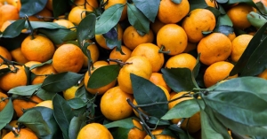 Ацитрустә сезон ианалага инаркны 32 нызықь тонна амандарина Аԥснынтәи иахыргеит