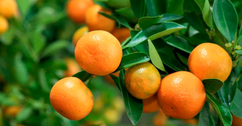 Ақыҭанхамҩатә проектқәа  рынагӡашьа гәарҭоит