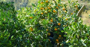 Ацитрустә сезон ианалага инаркны Аԥснынтәи иахгоуп 4 329 тонна амандарина